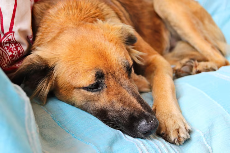Pup Wellness: Shield from Diseases